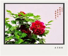 牡丹花