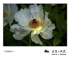 天下真花独牡丹（2）