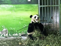 大熊猫的晚餐