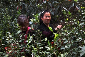 老来乐——採茶