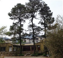 东山茶农小院