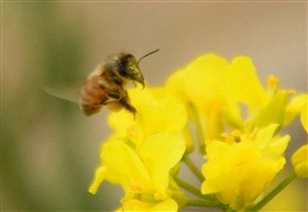 蜜蜂