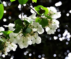 琼花