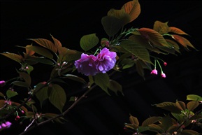 花朵
