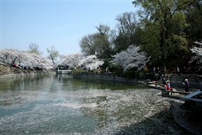 花雪