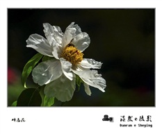 蜂恋花