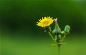 花儿开