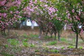 花雨
