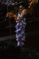 紫藤花