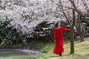 《 春花烂漫时》1