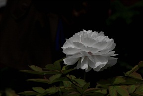 白牡丹
