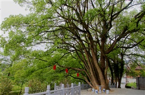 本是同根生