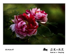 尚湖牡丹