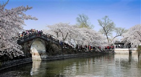 春游——观赏樱花