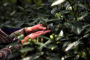 採茶