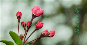 春之花语