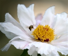 蜂恋花