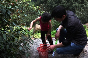 親子游——採茶