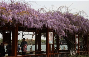 紫藤花長廊