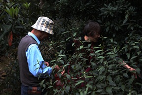 老俩口採茶乐