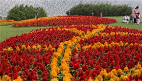 繁花似锦