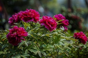 花开富贵
