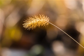 狗尾巴草