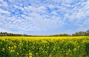 大唐生态油菜田