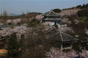春游——观赏樱花