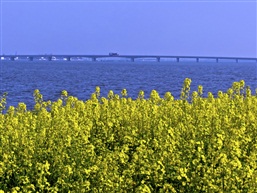 菜花飘香（七）