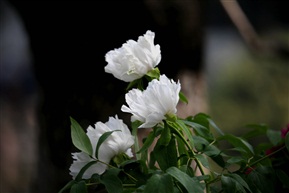 亭林牡丹
