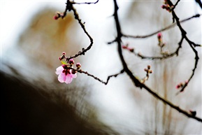 赏花季3