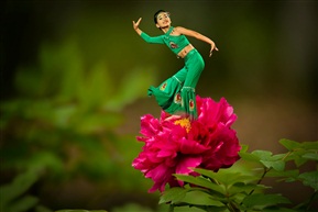 孔雀牡丹