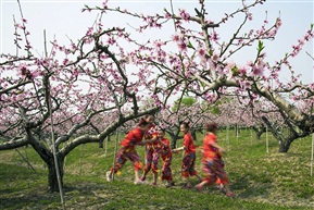 春花烂漫