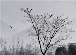 独树只为山客伴
