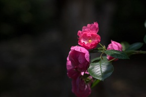 月季