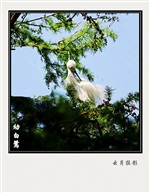 衰羽白鹭
