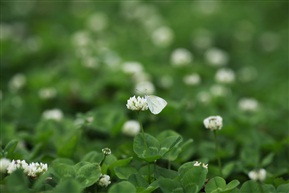 蝶恋花
