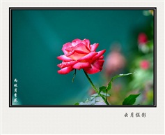 雨珠月季花