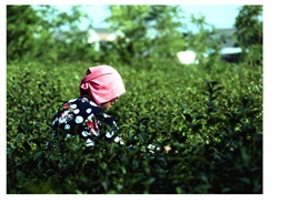 《 采  茶 》