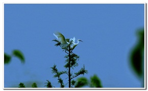 白羽四翅当空舞