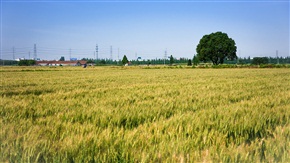 大公村的麦子