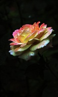 月季花