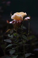 月季花