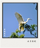 展翅高飞