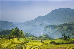 希望田野