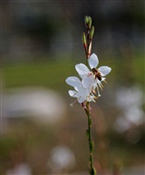 蜂和花