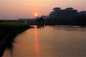 夕阳红