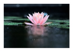 莲