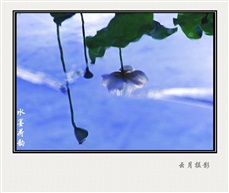 水墨荷韵